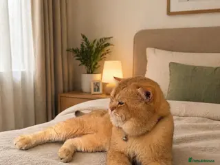 British Shorthair cats British golden cat - Advert 1