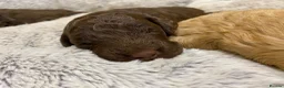 Lagotto Romagnolo dogs for sale: Lagotto Romagnolo puppies  - Advert 8