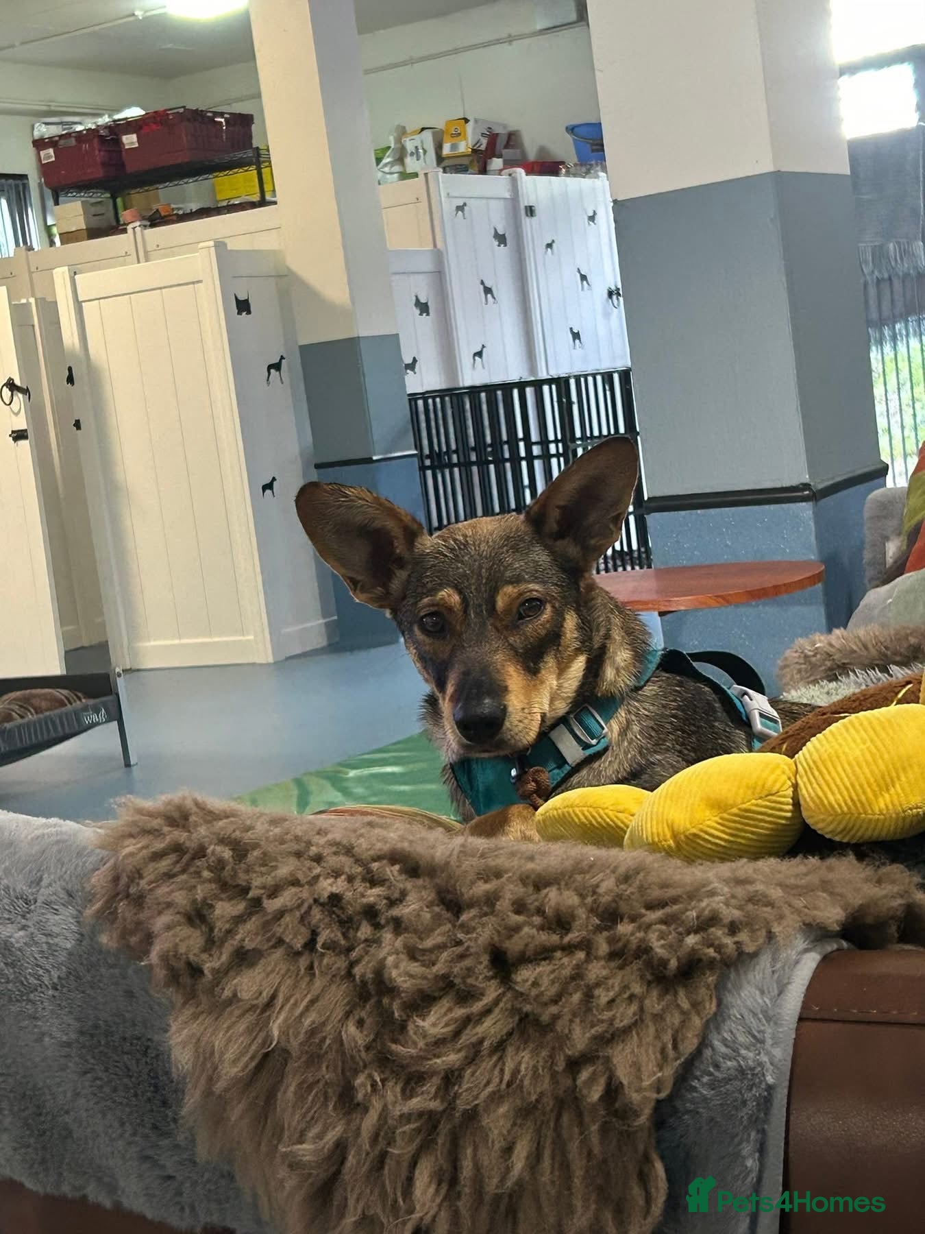 Mixed Breed dogs Cute Bella looking for LOVE - Advert 7