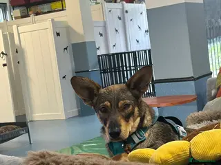 Mixed Breed dogs Cute Bella looking for LOVE - Advert 7