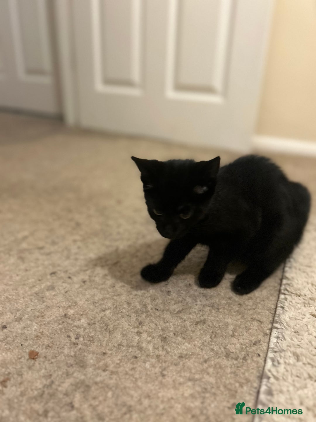 Mixed Breed cats for sale: 2 kittens for sale - Image 3