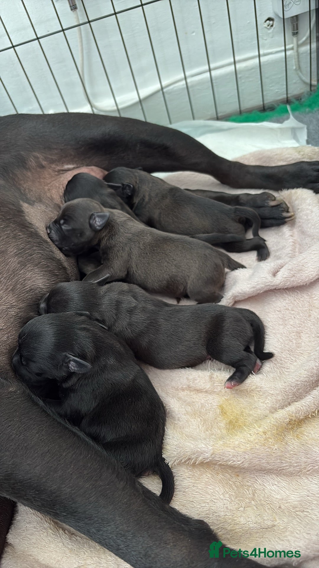 Staffordshire Bull Terrier dogs for sale: Stafford bull terrier pups - Image 2