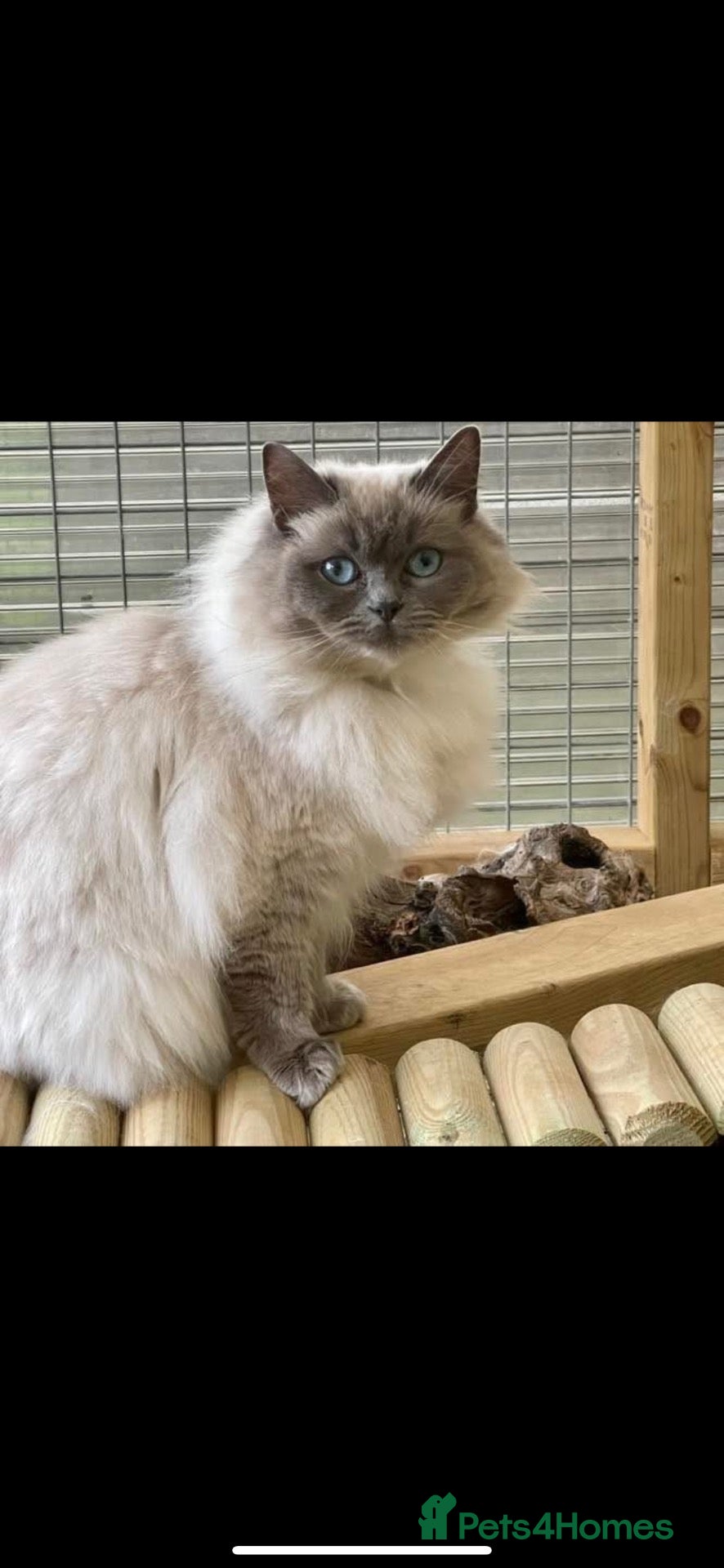 Ragdoll cats Retired Ragdoll Queen looking for 5 star home - Advert 1