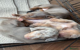 Miniature Dachshund dogs for sale: Beautiful litter of puppy’s  - Image 15
