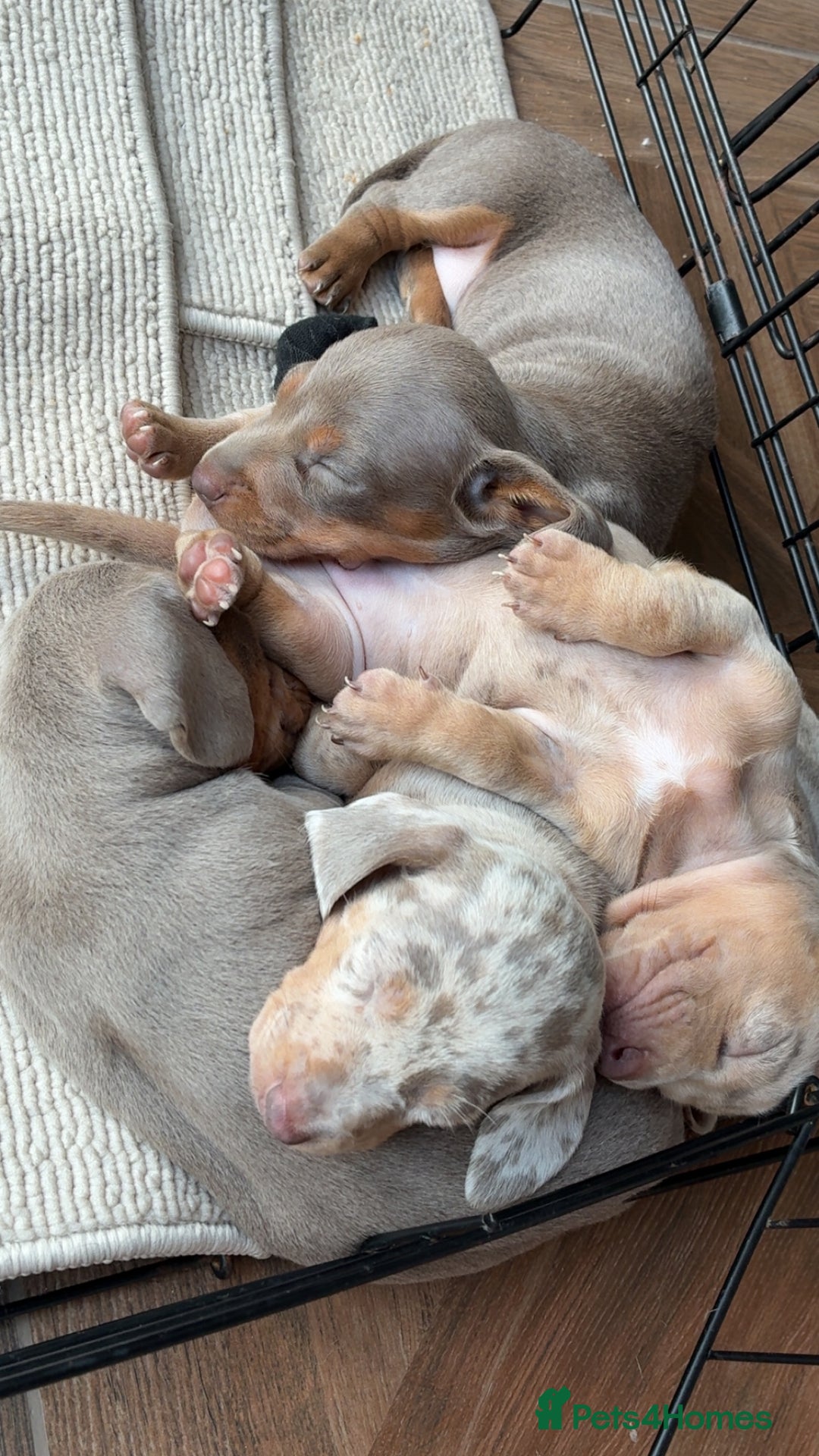Miniature Dachshund dogs for sale: Beautiful litter of puppy’s  - Image 15