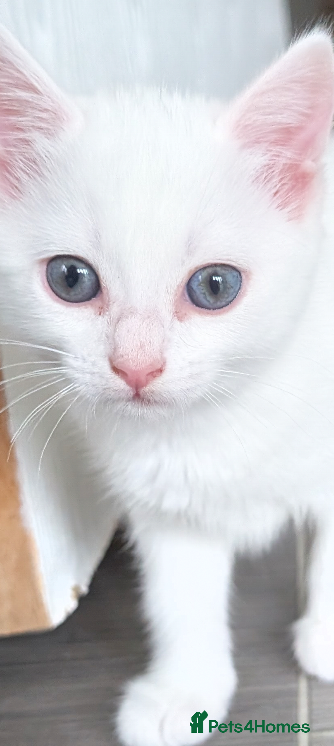 Mixed Breed cats for sale: Gorgeous female kitten  - Image 2