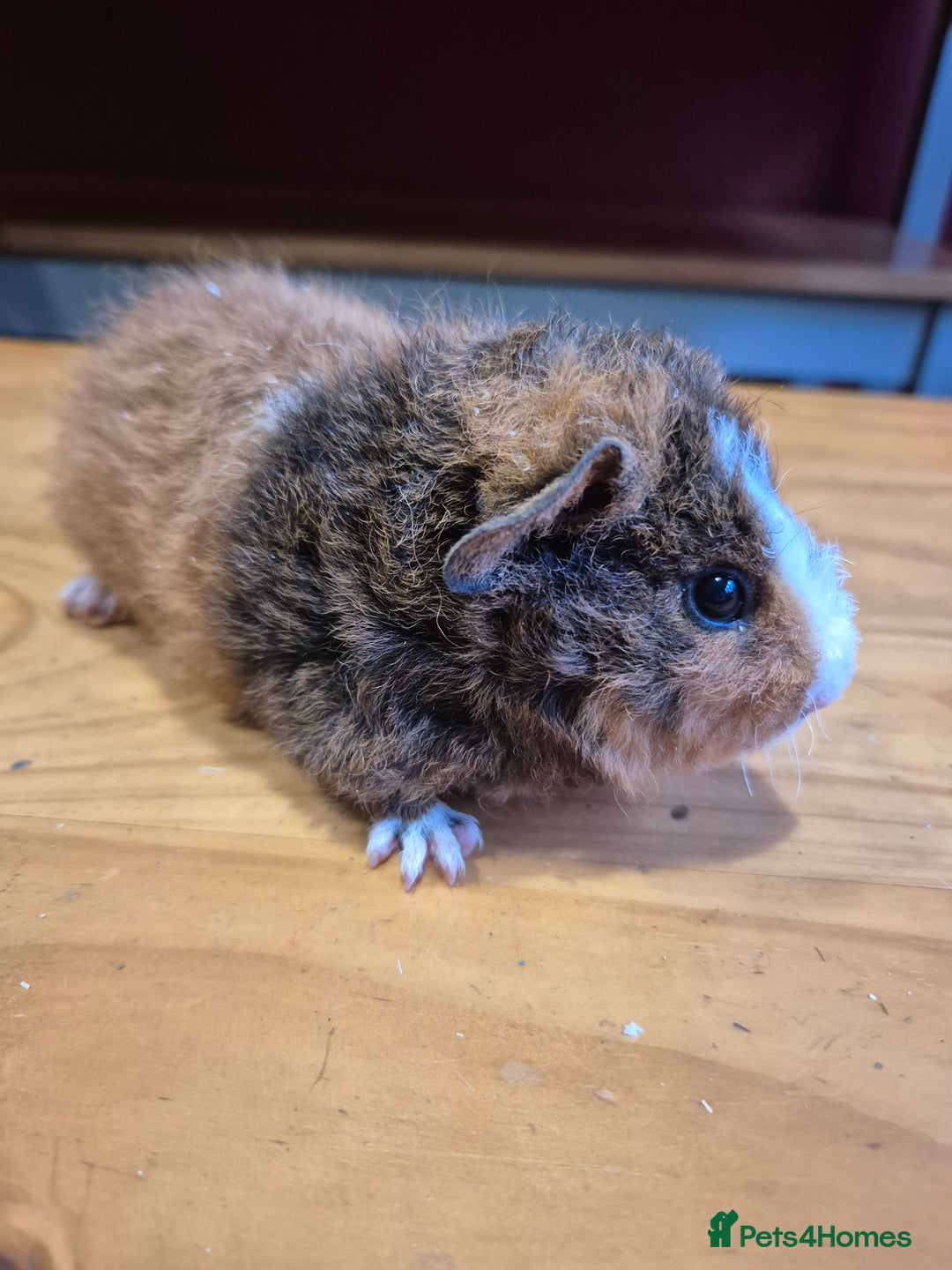 Guinea Pig rodents for sale: Male guinea pigs  - Advert 2