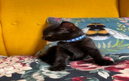 Mixed Breed cats for sale: 6 lovely black kittens looking for new homes - Image 8