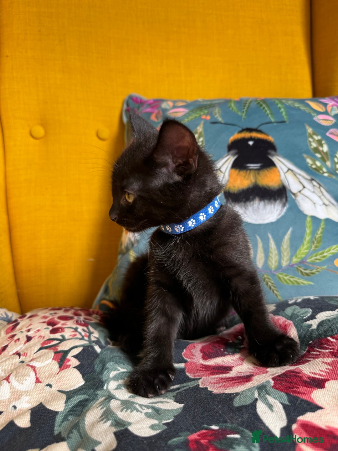 Mixed Breed cats for sale: 6 lovely black kittens looking for new homes - Image 8