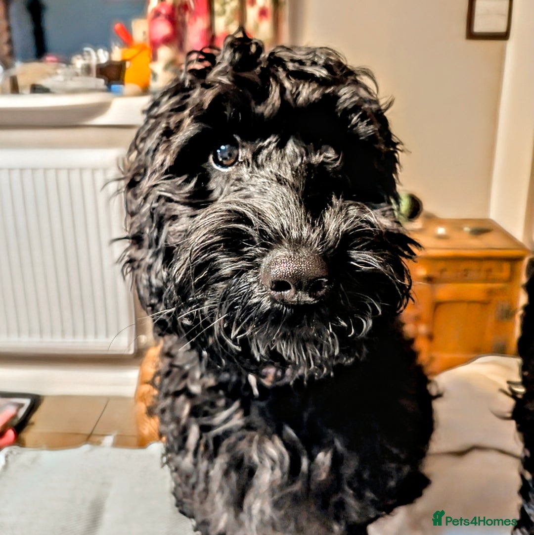 Cockapoo dogs for sale: TRAINED PUPPY - Cockapoo - essential training in Port Talbot - Image 1
