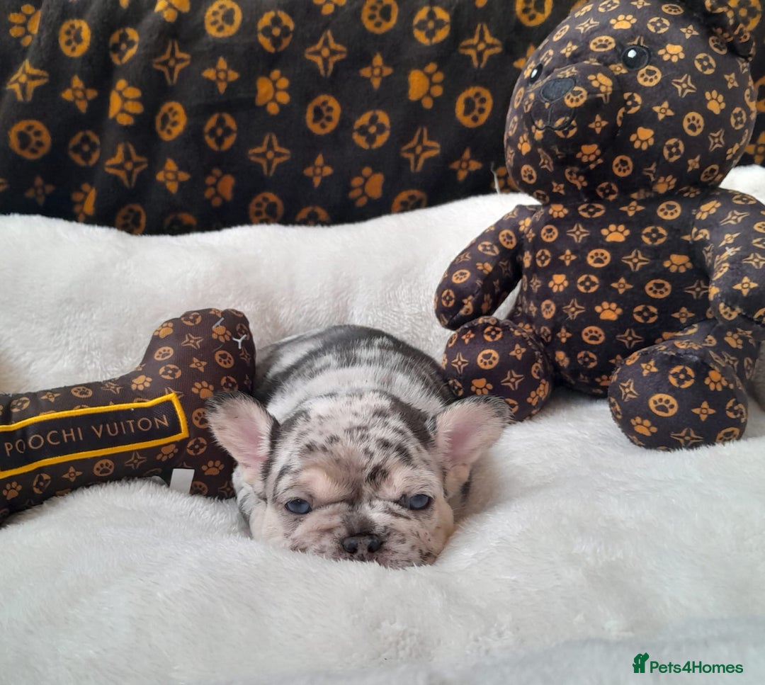 French Bulldog dogs for sale: French bulldog , merle, platinum, fluffy carriers. - Image 12