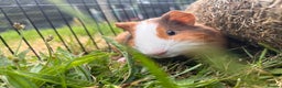 Guinea Pig rodents for sale: 2 male bonded guinea pigs  - Advert 2