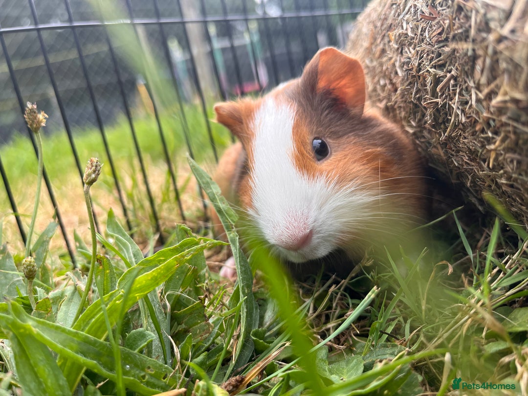 Guinea Pig rodents for sale: 2 male bonded guinea pigs  - Advert 2