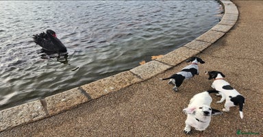 Dachshund dogs Sale of Kensington Dachshund Puppies  - Advert 6