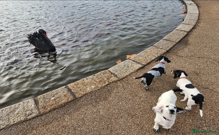 Dachshund dogs - Advert 1