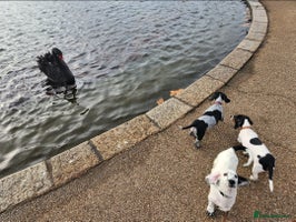 Dachshund dogs Sale of Kensington Dachshund Puppies - Advert 6