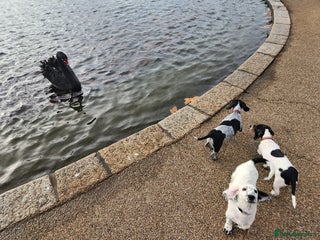 Dachshund dogs Kensington Dachshund Puppies - Advert 1