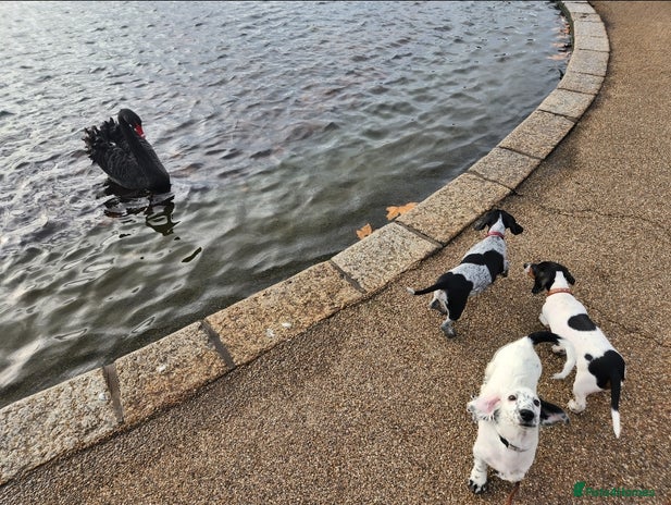 Dachshund dogs - Advert 1