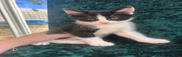Mixed Breed cats for sale: Male and Female  in Eastbourne - Advert 5