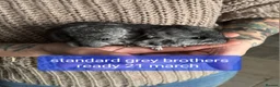 Chinchilla rodents for sale: Chinchilla kits 2 ready 2  for reservation  - Advert 6