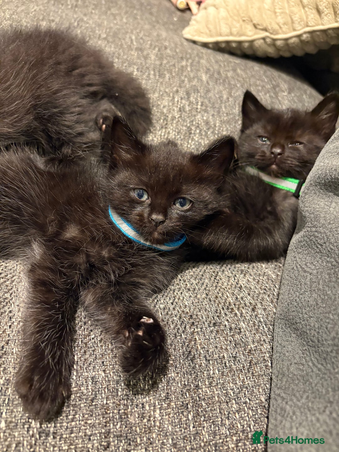 Mixed Breed cats for sale: 5 beautiful mix bread ragdoll fluffy kittens  - Image 19