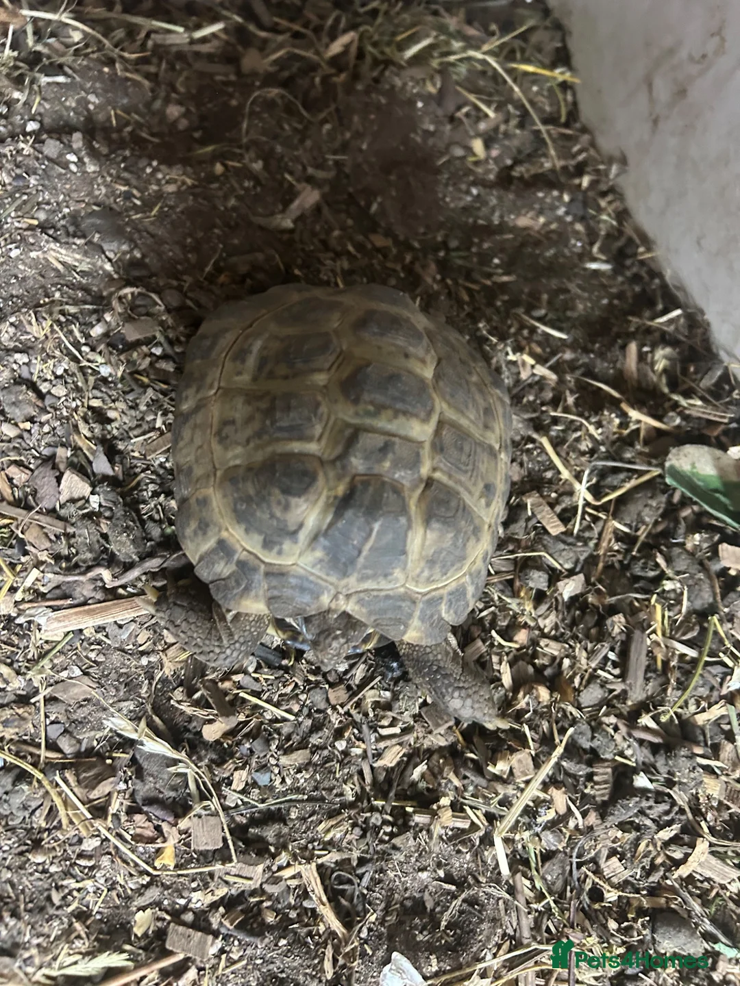 Tortoise reptiles for sale: Trio horsefield tortoises  in Walsall - Advert 6