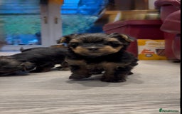 Yorkshire Terrier dogs for sale: Beautiful miniature Yorkie Biewer terriers - Image 23