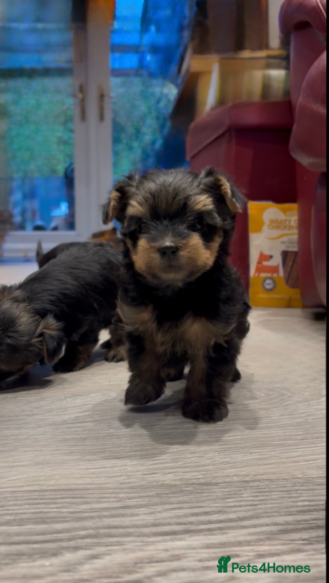 Yorkshire Terrier dogs for sale: Beautiful miniature Yorkie Biewer terriers - Image 23