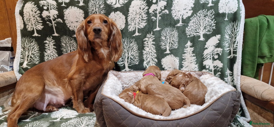 Cocker Spaniel dogs for sale: KC Registered Fox Red Working Cocker Spaniel Pups - Advert 2