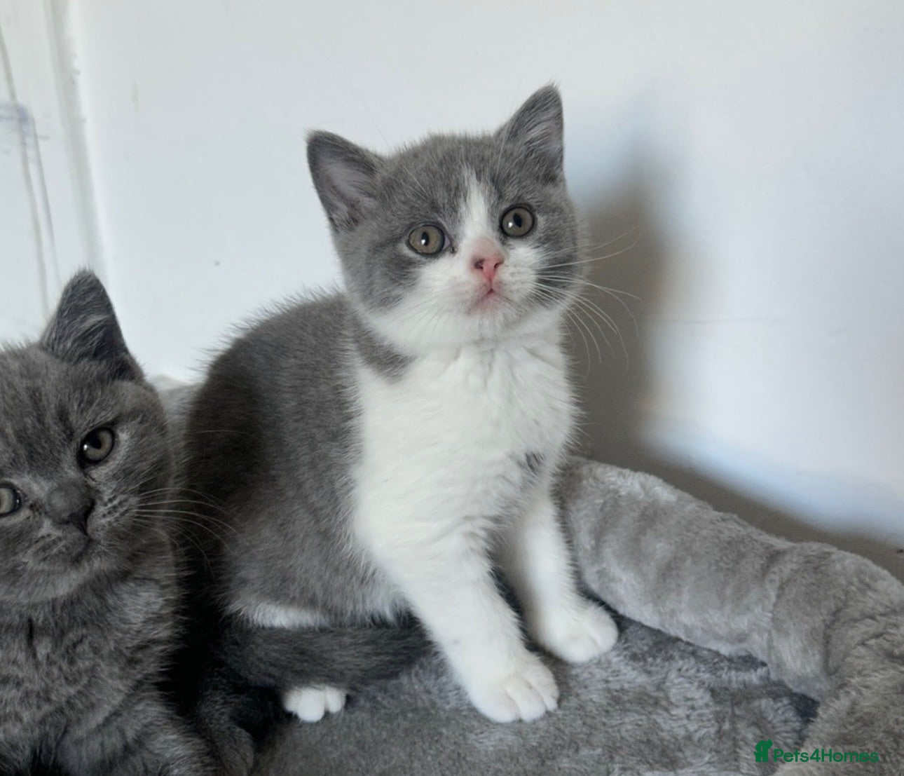 British Shorthair cats 💙 Bicolour Blue and White British Shorthair  - Advert 2