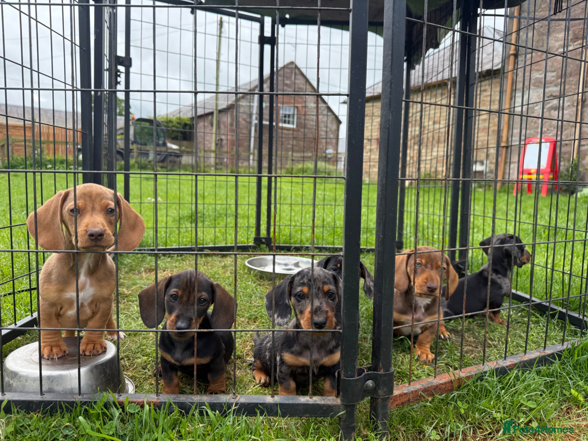 Dachshund dogs Available now - Dachshund Puppies  - Advert 2