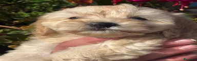 Cockapoo 4