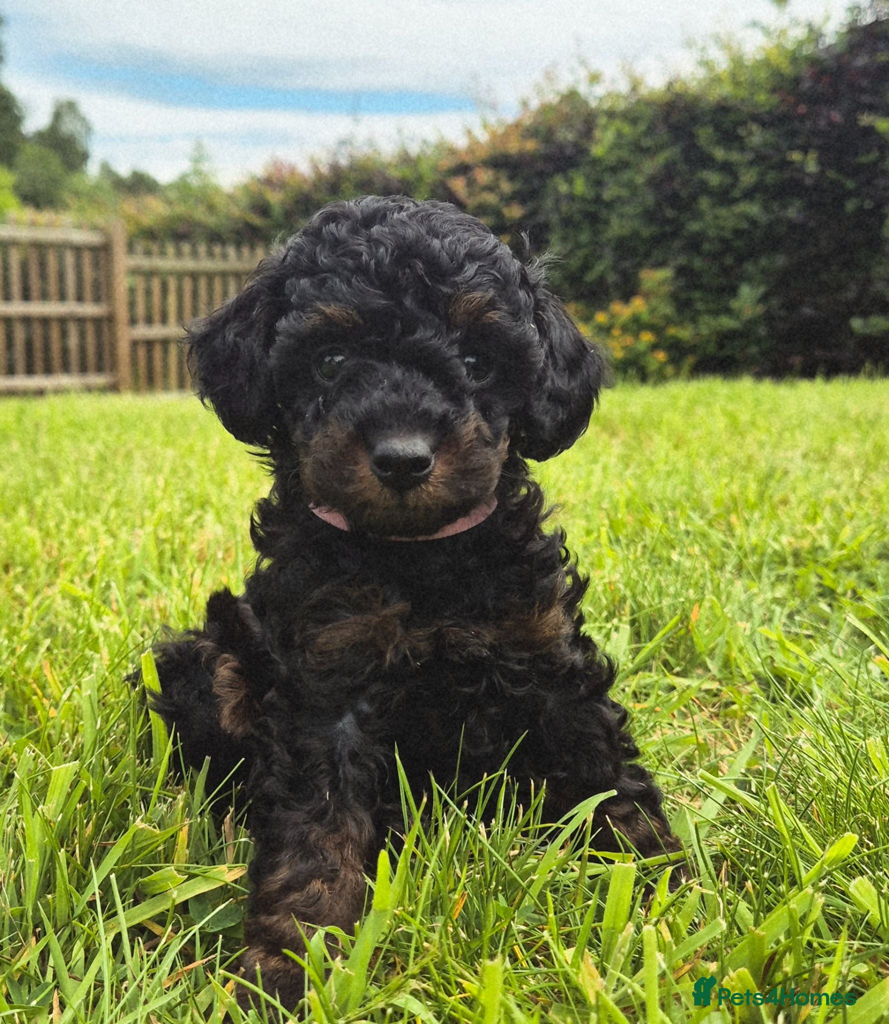 Toy Poodle dogs Stunning Phantom Toy Poodles  - Advert 2