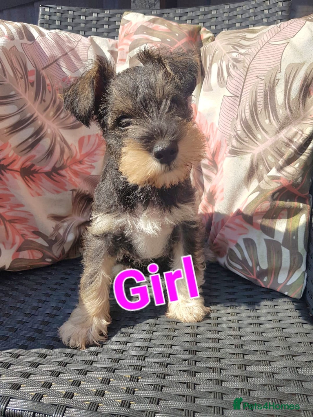 Miniature Schnauzer dogs for stud: KC Reg Choc/White Min Schnauzer MAC +BVA Clear in Coventry - Advert 40
