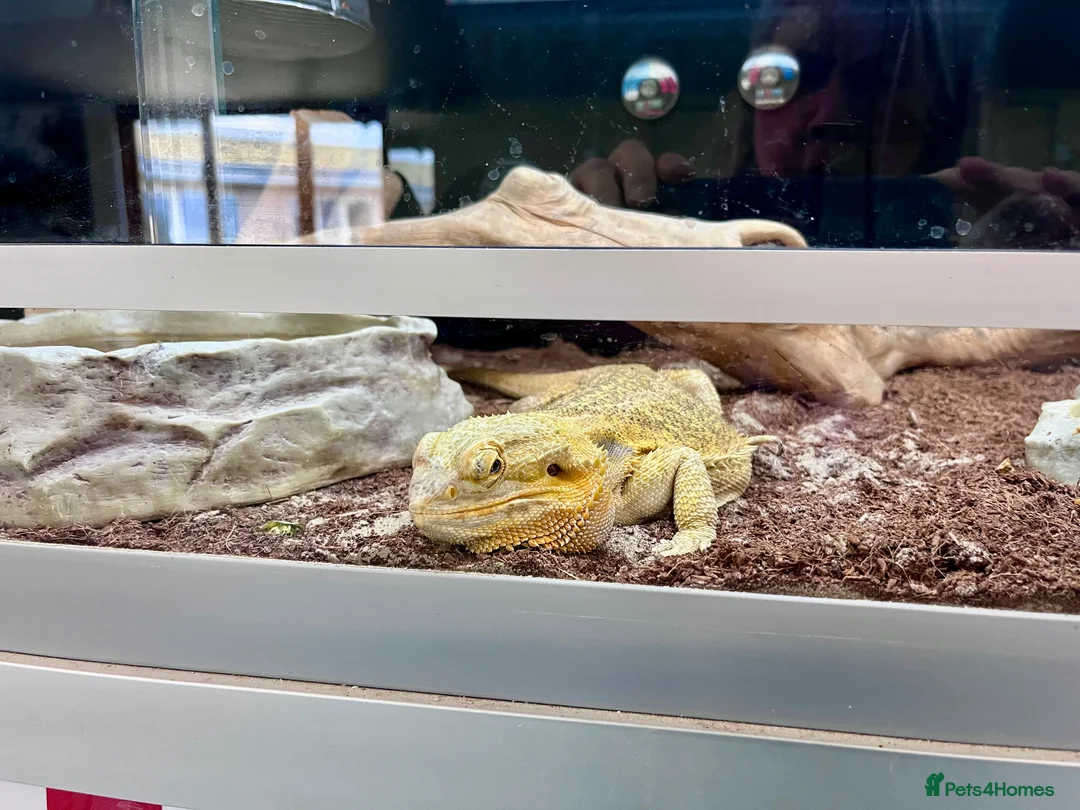 Bearded Dragon reptiles for sale: Male adult bearded dragon for sale in Martock - Advert 1