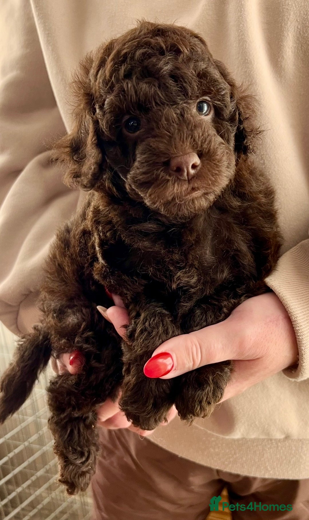 Labradoodle dogs for sale: F1b Labradoodles, Miniature Health tested parents - Advert 15