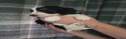 Mixed Breed dogs for sale: Beautiful Bordoodle Puppies from family home - Advert 6