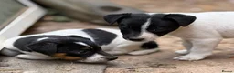 Jack Russell dogs for sale: READY NOW! Traditional Working Jack Russell Puppy - Advert 5