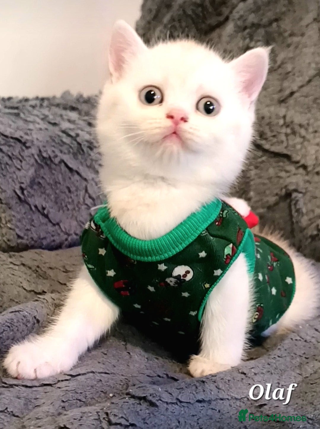 British Shorthair cats for sale: GCCF Snowflake BSH - Advert 11