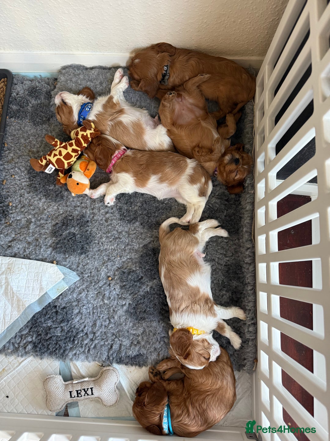 Cavalier King Charles Spaniel dogs for sale: KC reg, pedigree CKCS girl, ready to go - Image 15