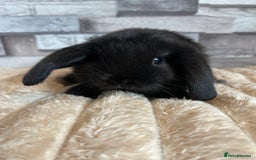 Mini Lop rabbits for sale: ⭐️Pure Breed Holland lops⭐️ - Image 22