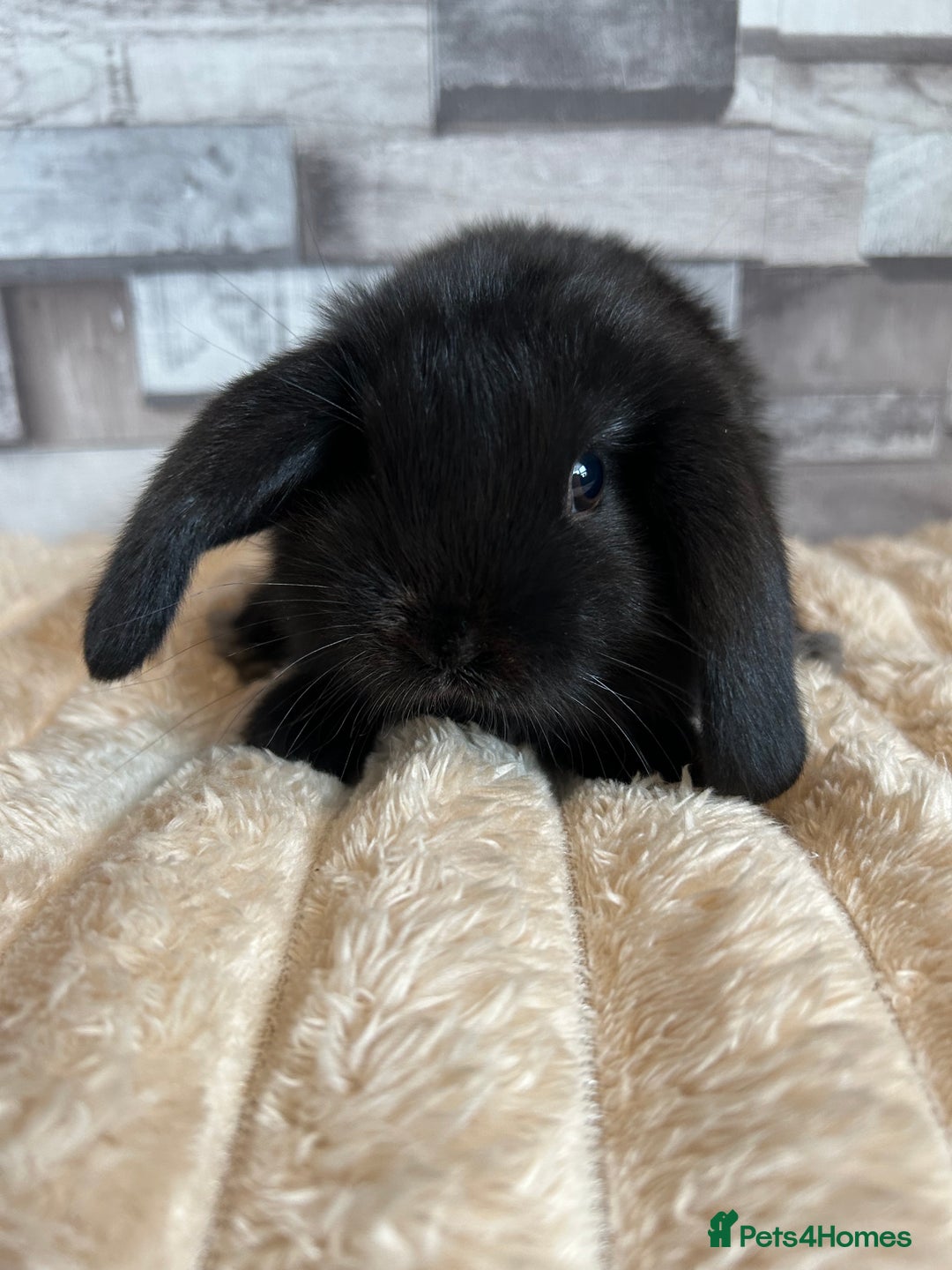 Mini Lop rabbits for sale: ⭐️Pure Breed Holland lops⭐️ - Image 22