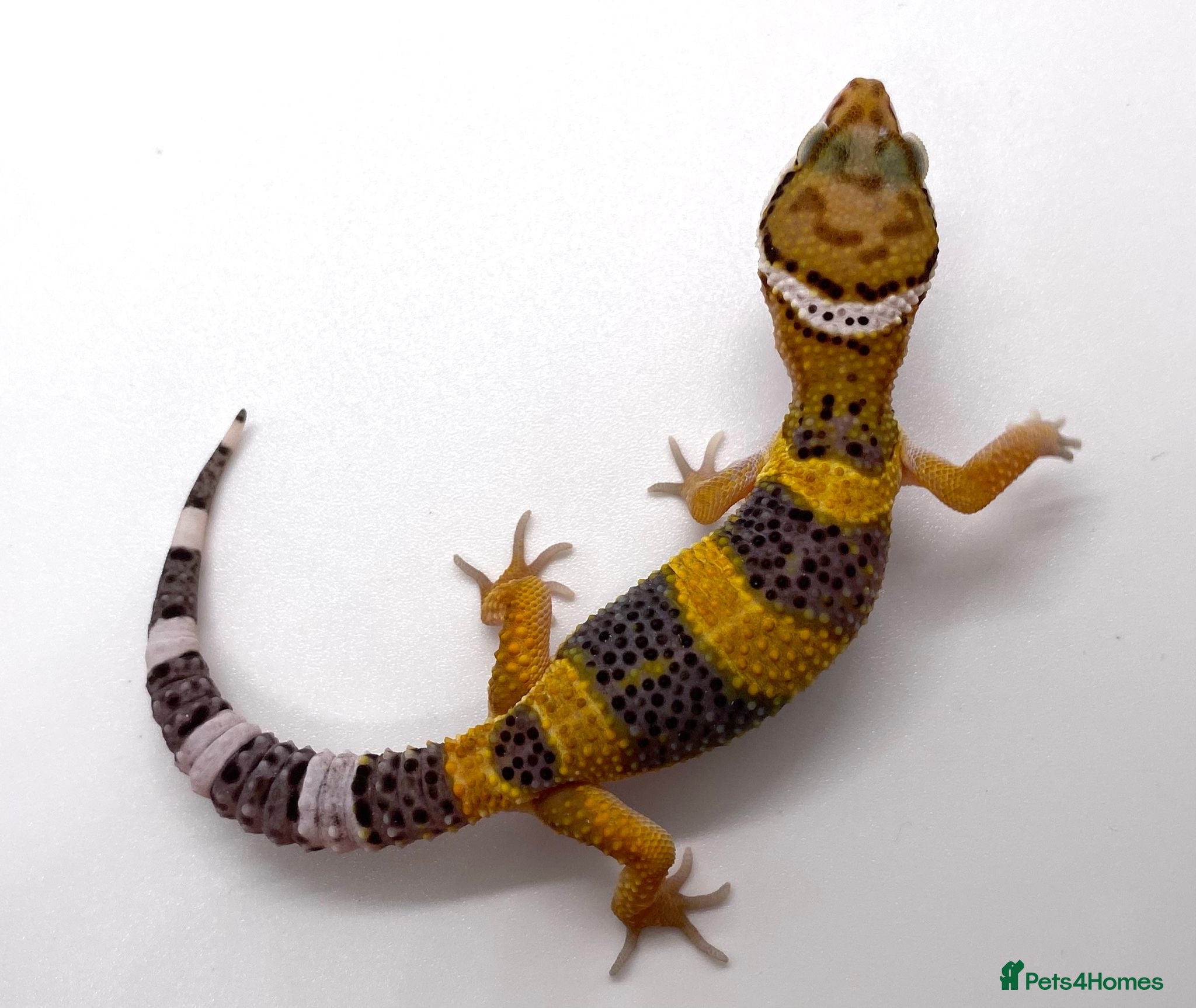 Leopard Gecko reptiles for sale: Various leopard gecko babies cb26  - Advert 5