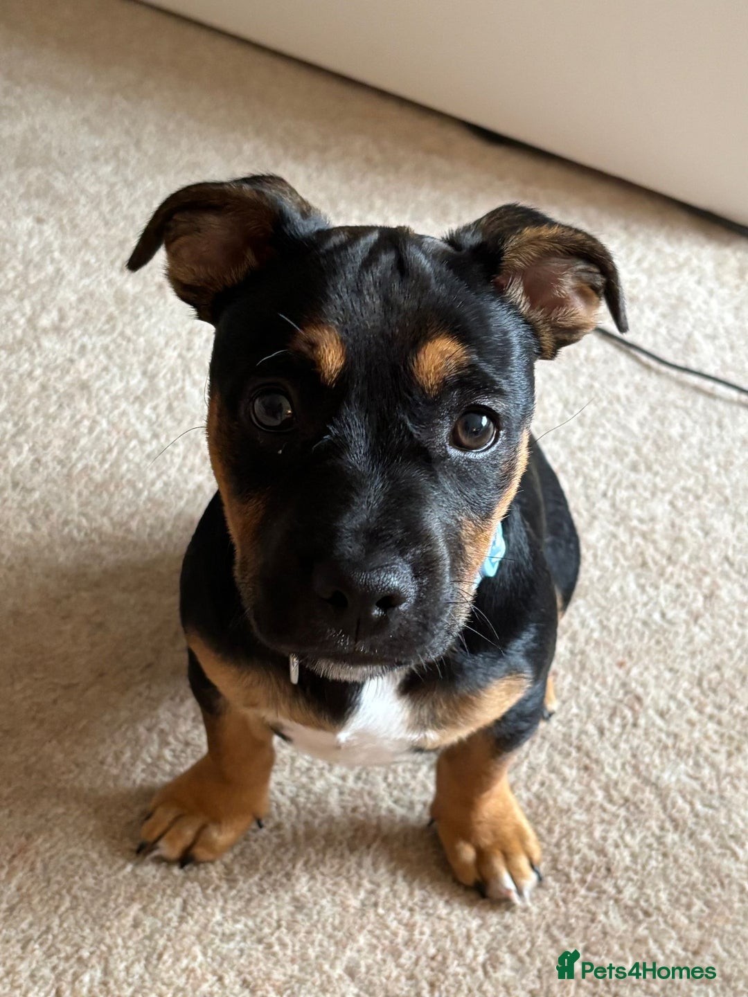 Mixed Breed dogs for sale: Jack x Frenchie  - Advert 5