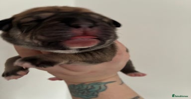 Mixed Breed dogs - Advert 10