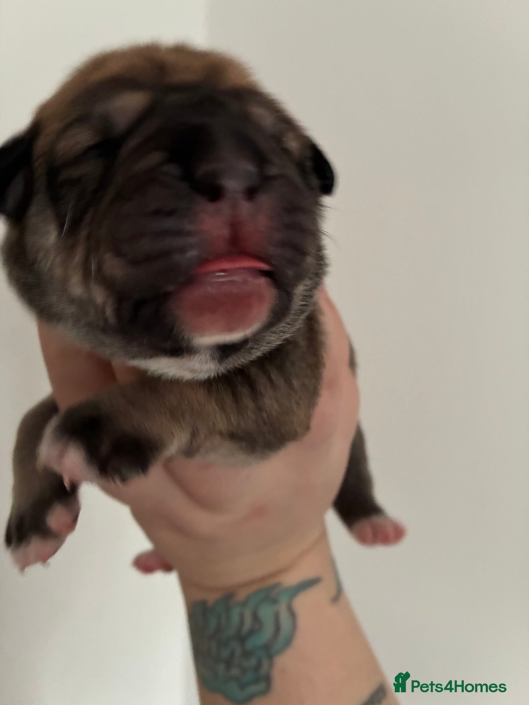 Mixed Breed dogs for sale: Puppies for sale - Image 2