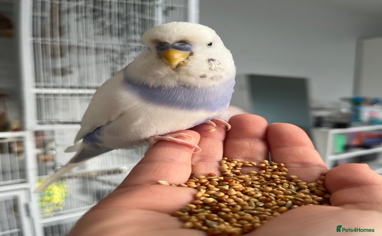 Budgerigars birds - Advert 15