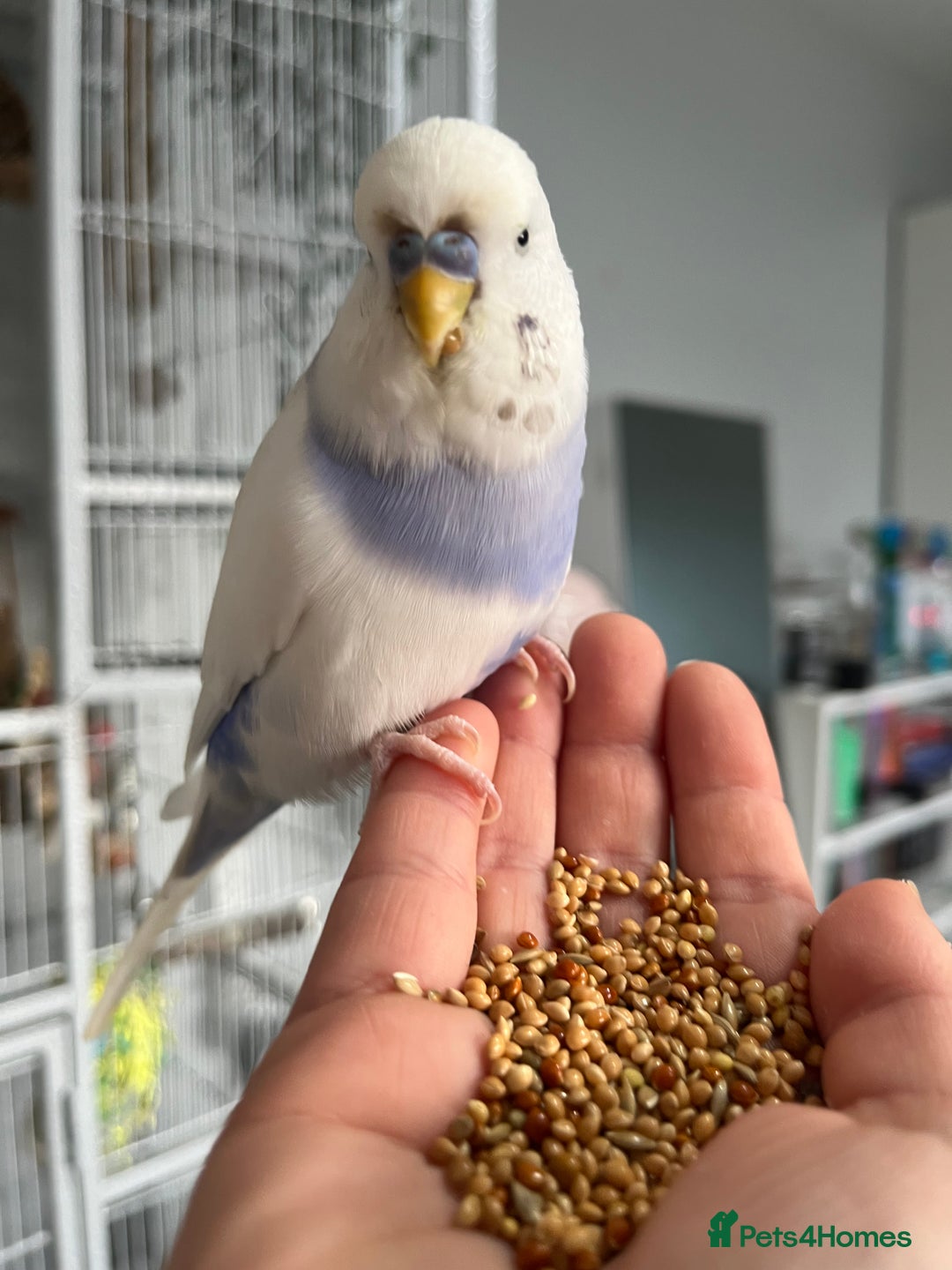 Budgerigars birds for sale: 3x budgies for sale - Image 1
