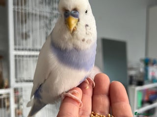 Budgerigars birds - Advert 7