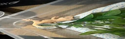 Gecko reptiles for sale: 7 crested geckos baby’s  in Birkenhead - Advert 4